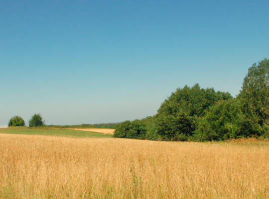Idylliczny krajobraz wiejski z złotymi polami i zielonymi drzewami pod błękitem nieba.